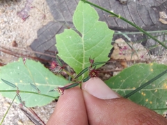 Euphorbia guadalajarana