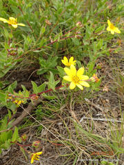 Osteospermum thodei