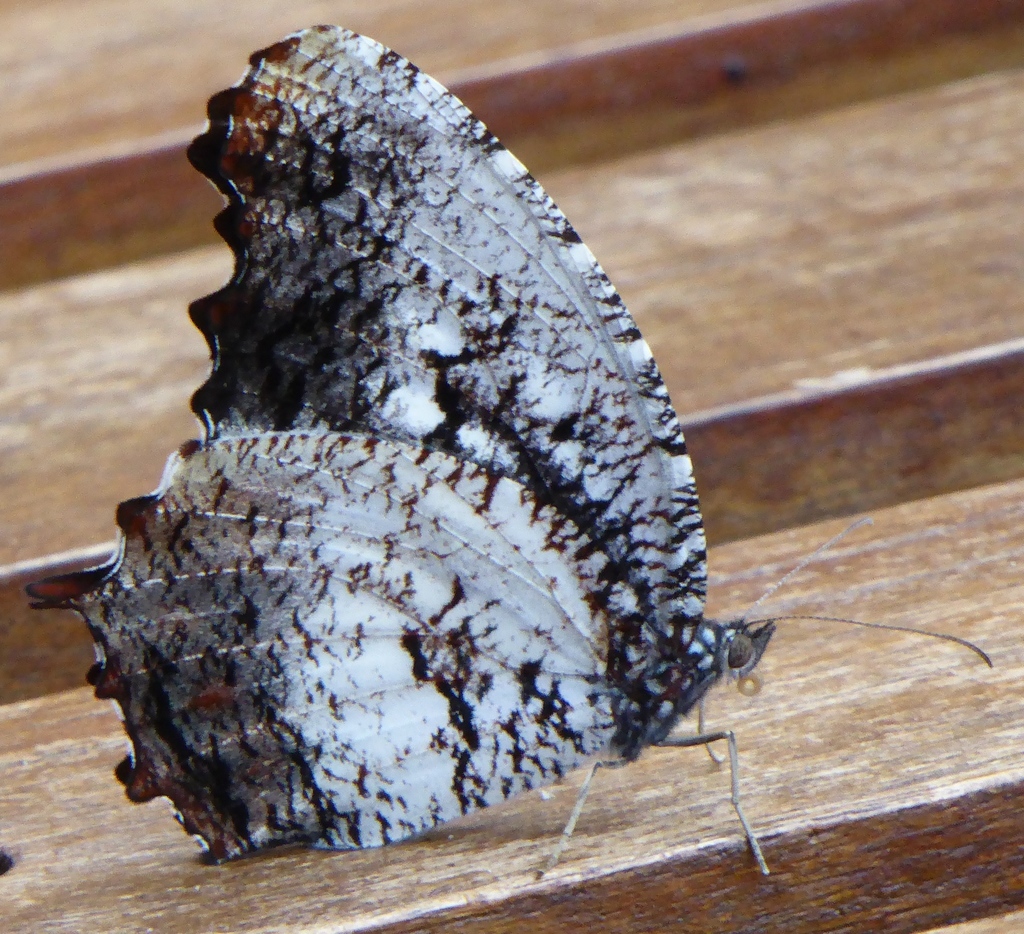 Tiger Palmfly