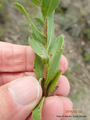 Osteospermum thodei