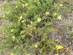 Osteospermum thodei