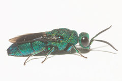 Caenochrysis tridens
