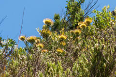 Leucospermum lineare