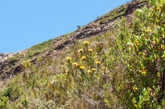 Leucospermum lineare