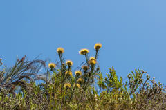 Leucospermum lineare