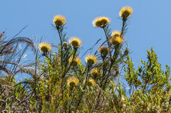 Leucospermum lineare