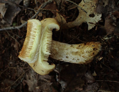 Lactarius scrobiculatus canadensis