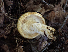 Lactarius scrobiculatus canadensis