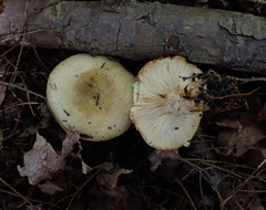 Lactarius scrobiculatus canadensis