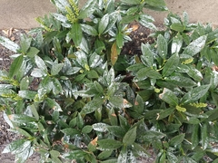 Prunus laurocerasus