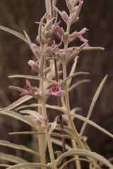 Stachys linearis