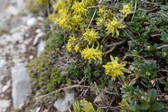 Thymelaea tinctoria nivalis