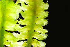 Schistochila nobilis