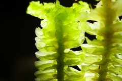 Schistochila nobilis