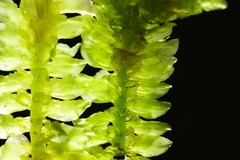 Schistochila nobilis