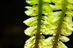 Schistochila nobilis