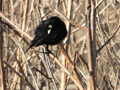 Hymenops perspicillatus