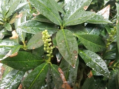 Prunus laurocerasus