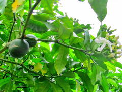 Tabernaemontana ventricosa