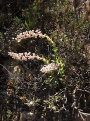 Crassula capitella thyrsiflora