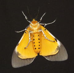 Asota speciosa