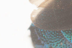 Caenochrysis tridens