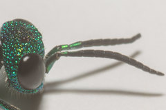 Caenochrysis tridens