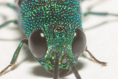 Caenochrysis tridens