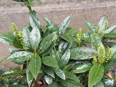 Prunus laurocerasus