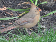 Cardinalis cardinalis