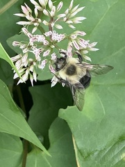 Bombus impatiens