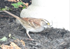 Zonotrichia albicollis