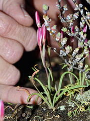 Hesperantha lithicola