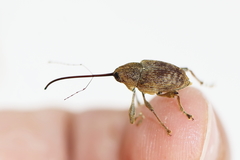 Curculio caryae
