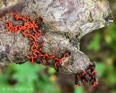 Willkommlangea reticulata