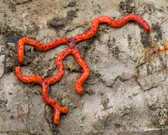 Willkommlangea reticulata