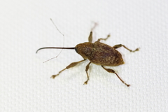 Curculio caryae