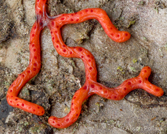 Willkommlangea reticulata