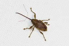 Curculio caryae