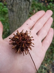 Liquidambar styraciflua