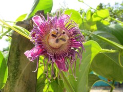 Passiflora quadrangularis