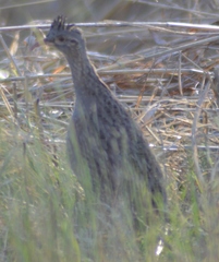 Nothoprocta pentlandii