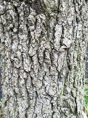 Liquidambar styraciflua