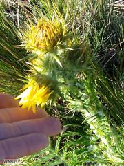 Berkheya multijuga