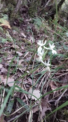 Orchis provincialis