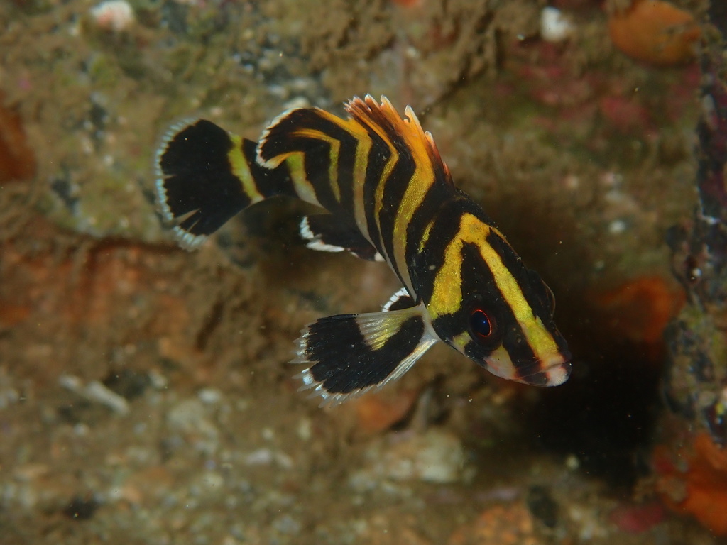 Rockfish (Sebastes serriceps) — Sebastidae