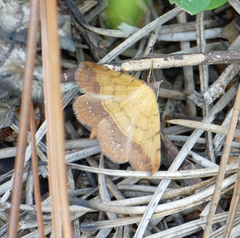 Hemeroplanis scopulepes