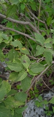 Zaluzania montagnifolia