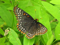 Euphydryas phaeton ozarkae