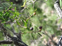 Vaccinium stenophyllum
